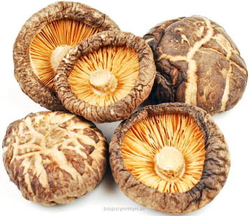 Grzyby suszone SHITAKE (Poku) 100g